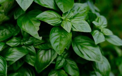 What is the most flavorful basil variety?