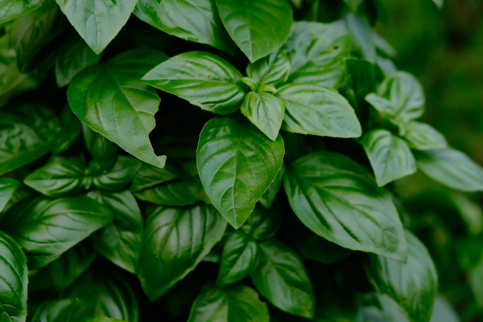 What is the most flavorful basil variety?