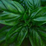 what's eating my basil
