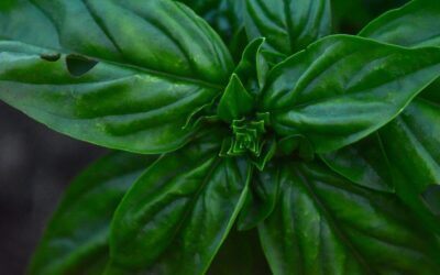 what's eating my basil
