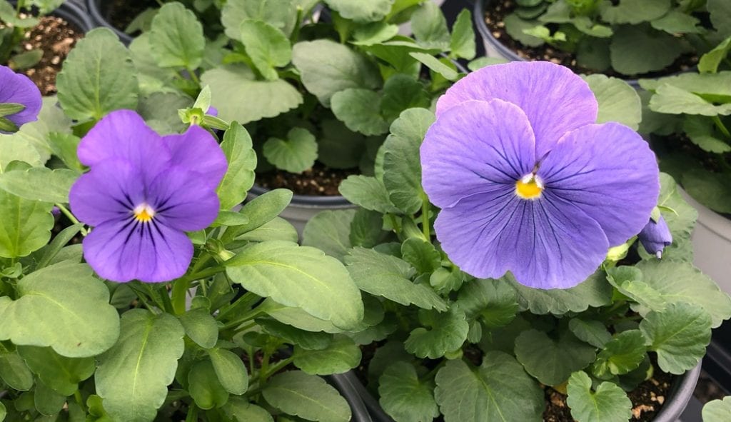 viola and pansy