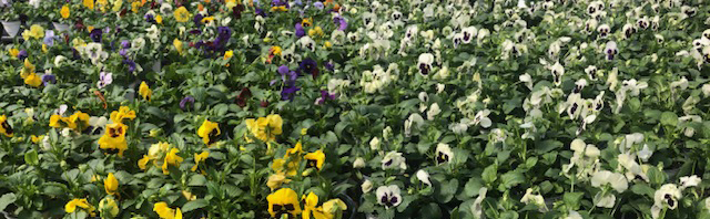 Pansies and Violas in Alabama