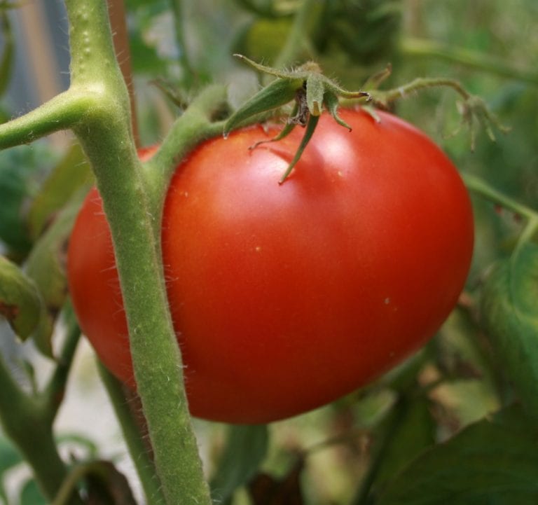 Brandywine Red Alabama Grown