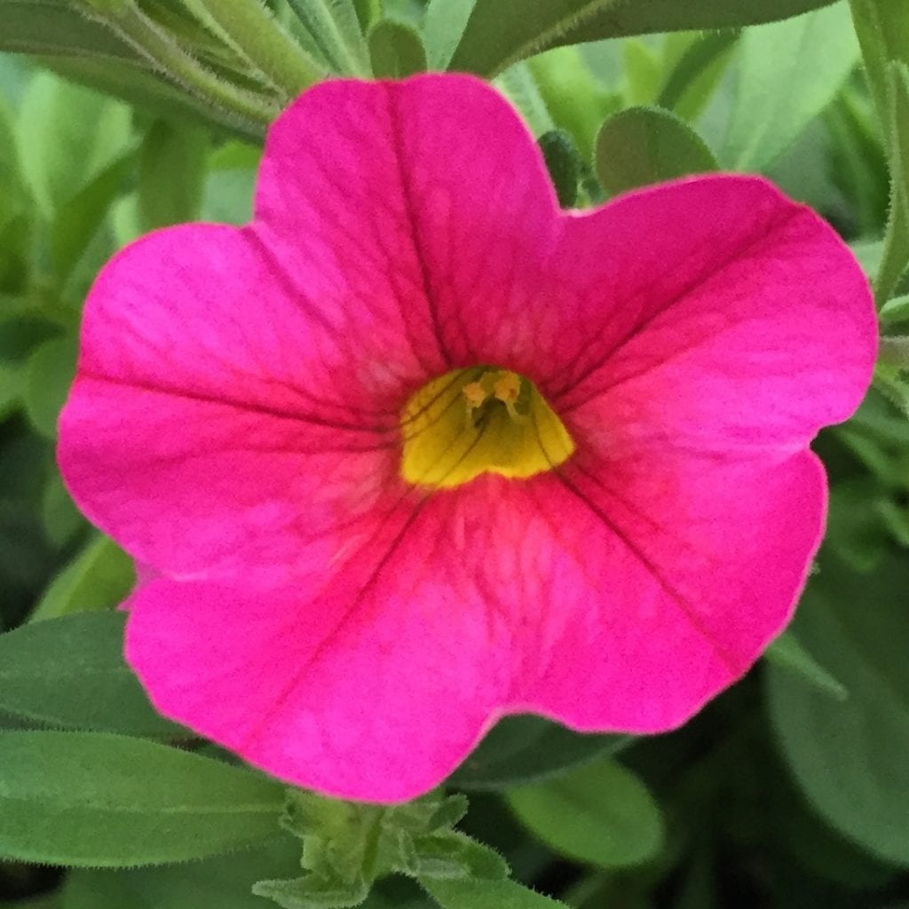 calibrachoa