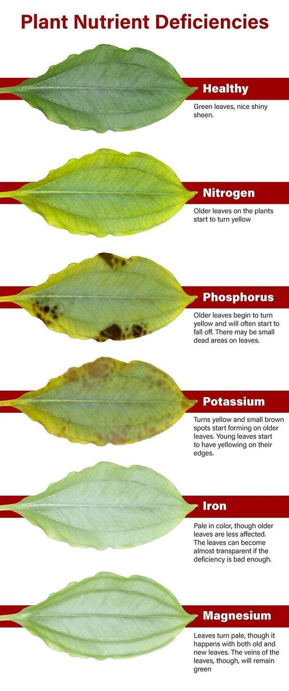 plant nutrition deficiency