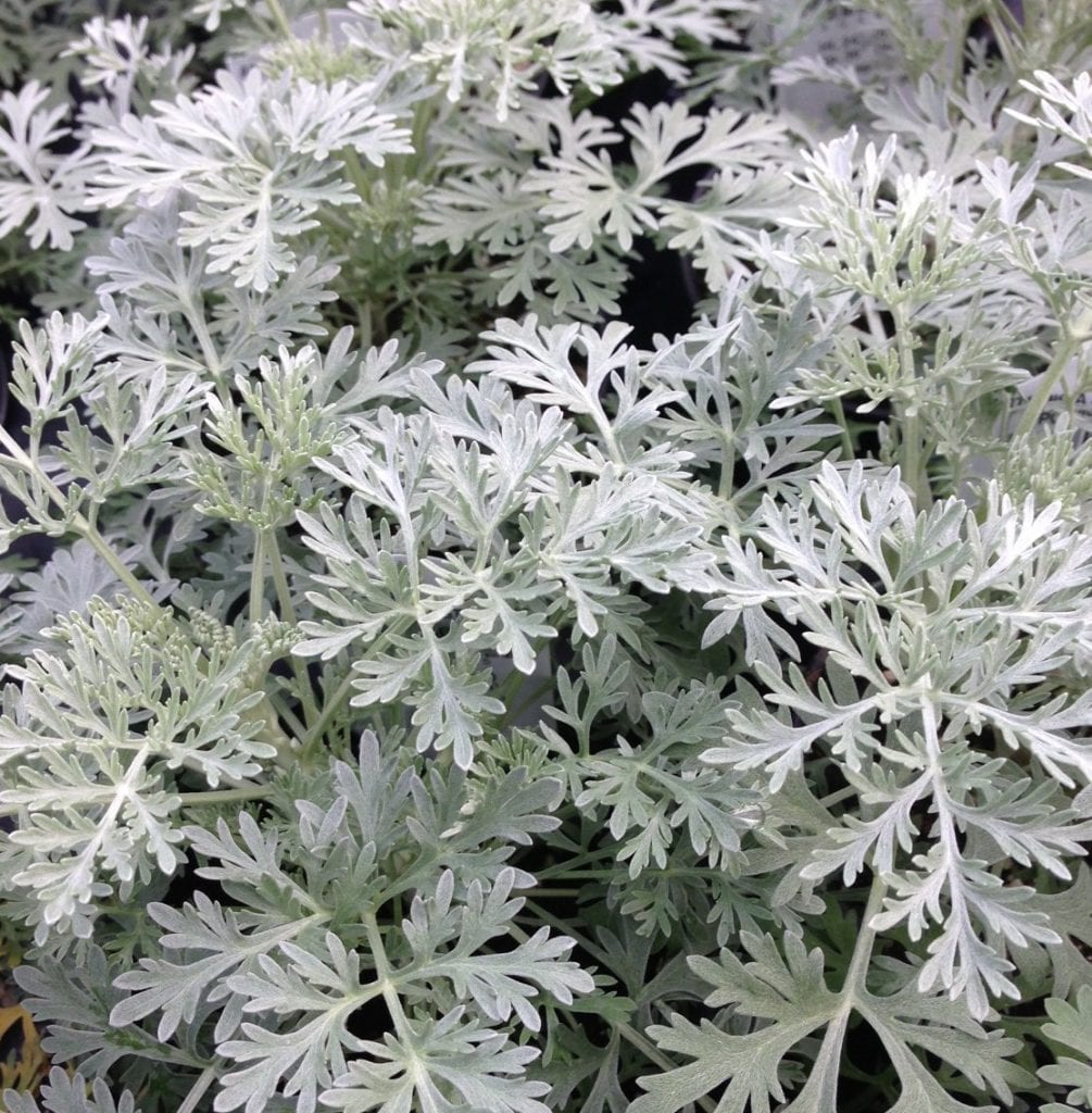 Artemisia arborescens, Powis Castle | Alabama Grown