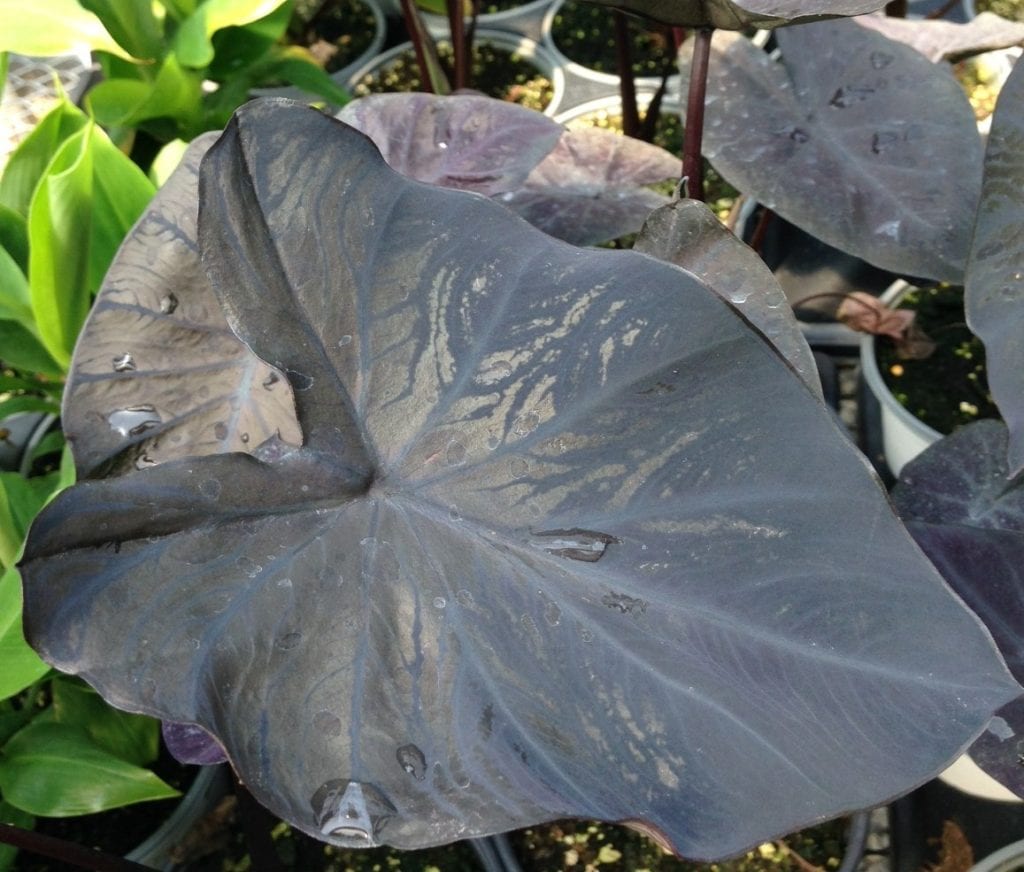 Colocasia, Royal Hawaiian Black Coral Alabama Grown