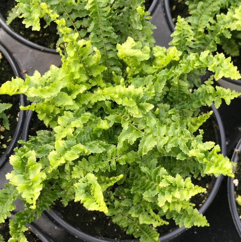 Nephrolepis exaltata, Fluffy Ruffles | Alabama Grown