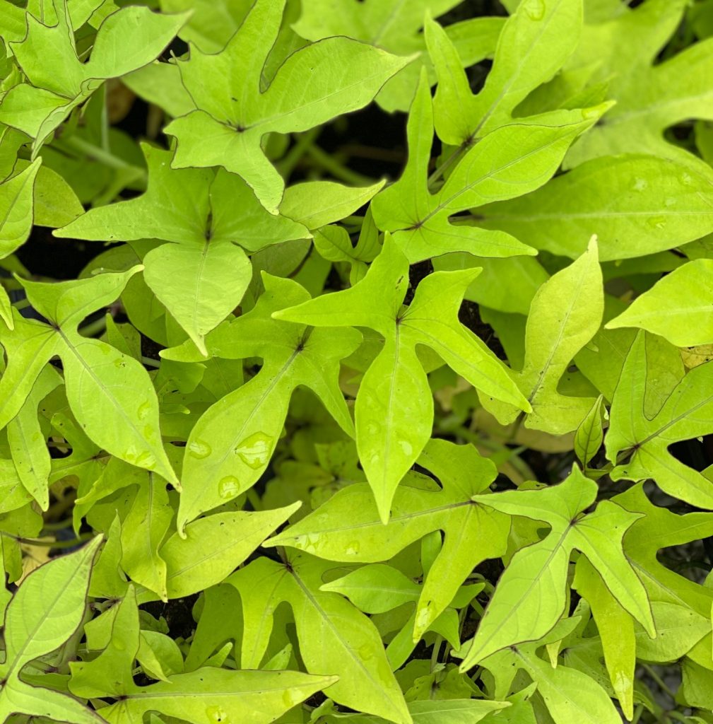 compact-margie-alabama-grown