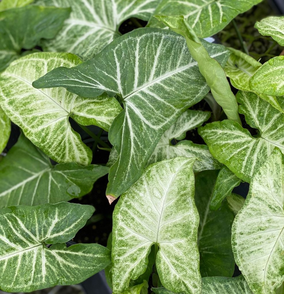 Arrowhead Plant, White Butterfly Alabama Grown