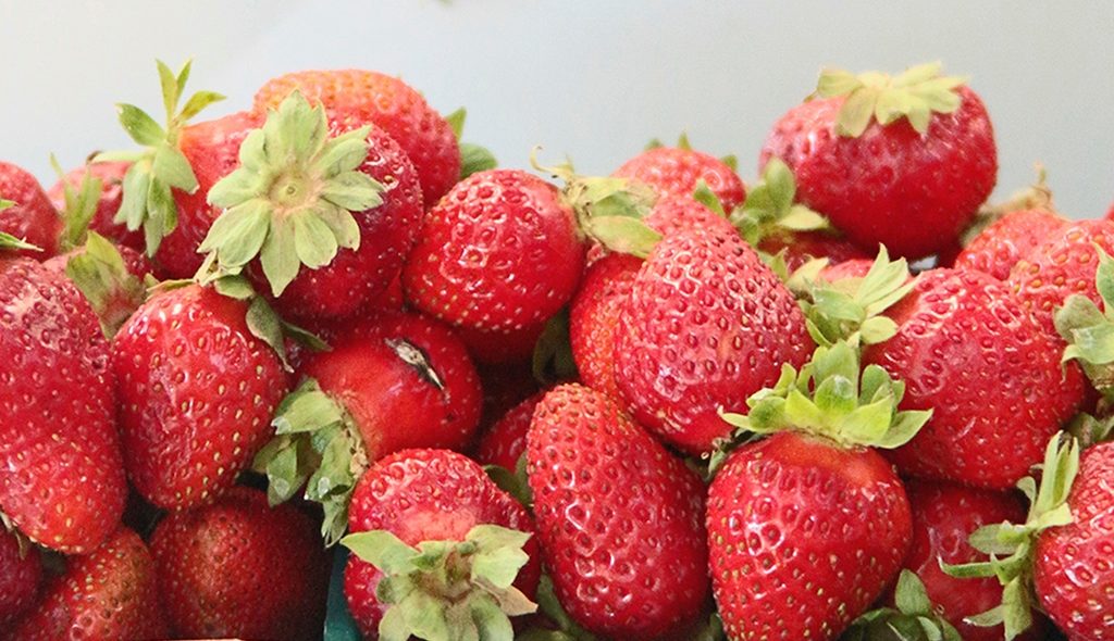alabama strawberry