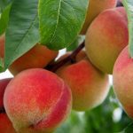 When to Plant Peach Trees in Alabama