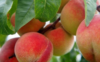 When to Plant Peach Trees in Alabama