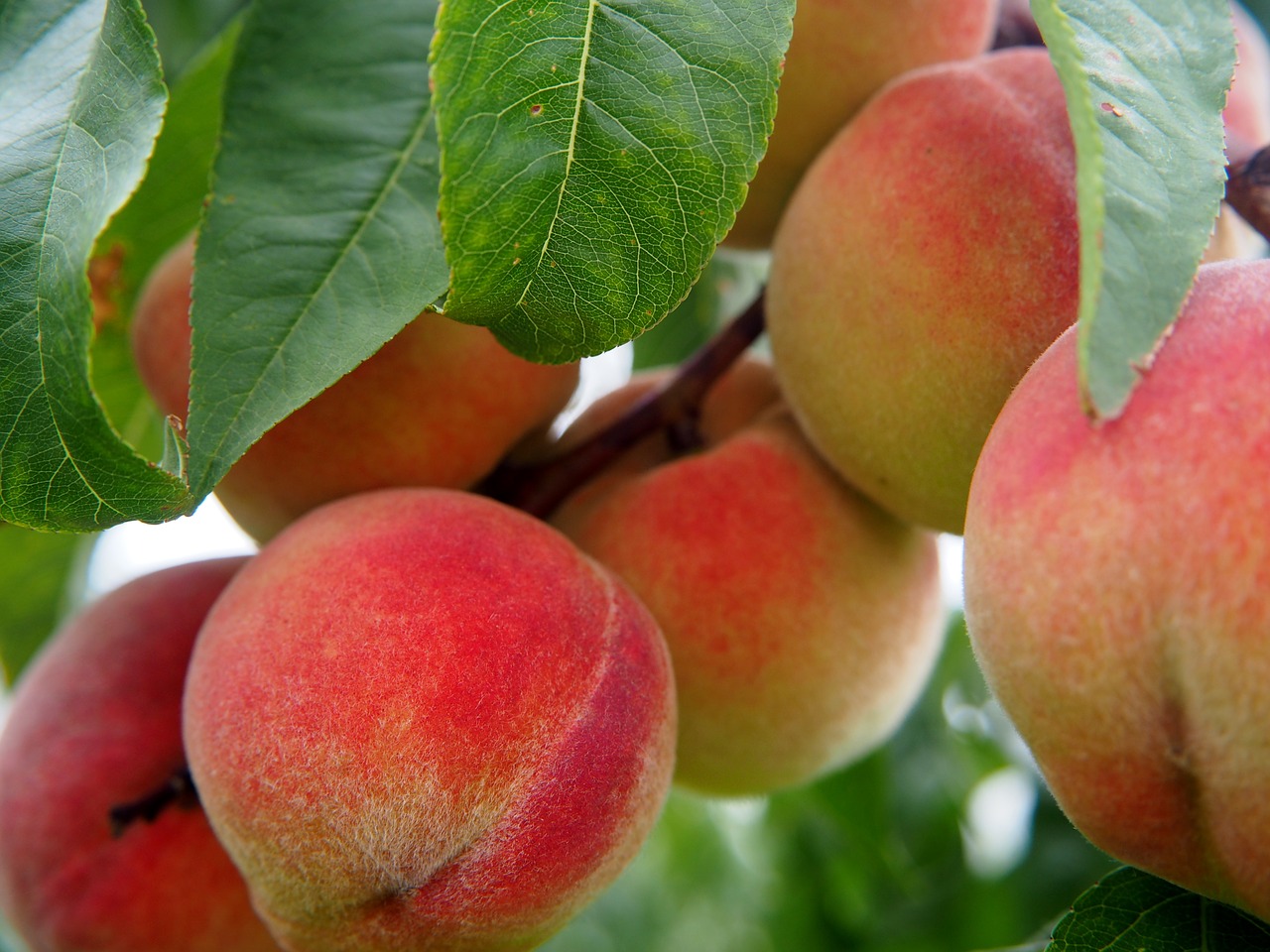 Peach Trees in Alabama