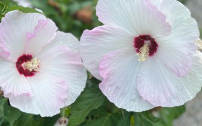 Hibiscus Ballet Slippers