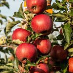 When to Plant and How to Grow Apple Trees in Alabama