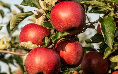 When to Plant and How to Grow Apple Trees in Alabama