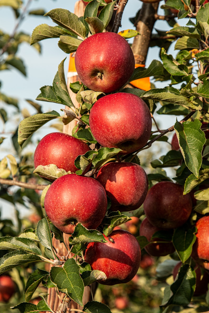 When to Plant and How to Grow Apple Trees in Alabama