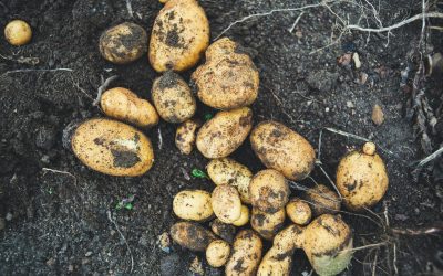 How to Store Potatoes