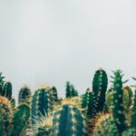 What is the most common mistake people make when growing cacti?