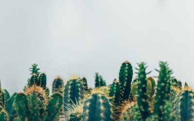 What is the most common mistake people make when growing cacti?