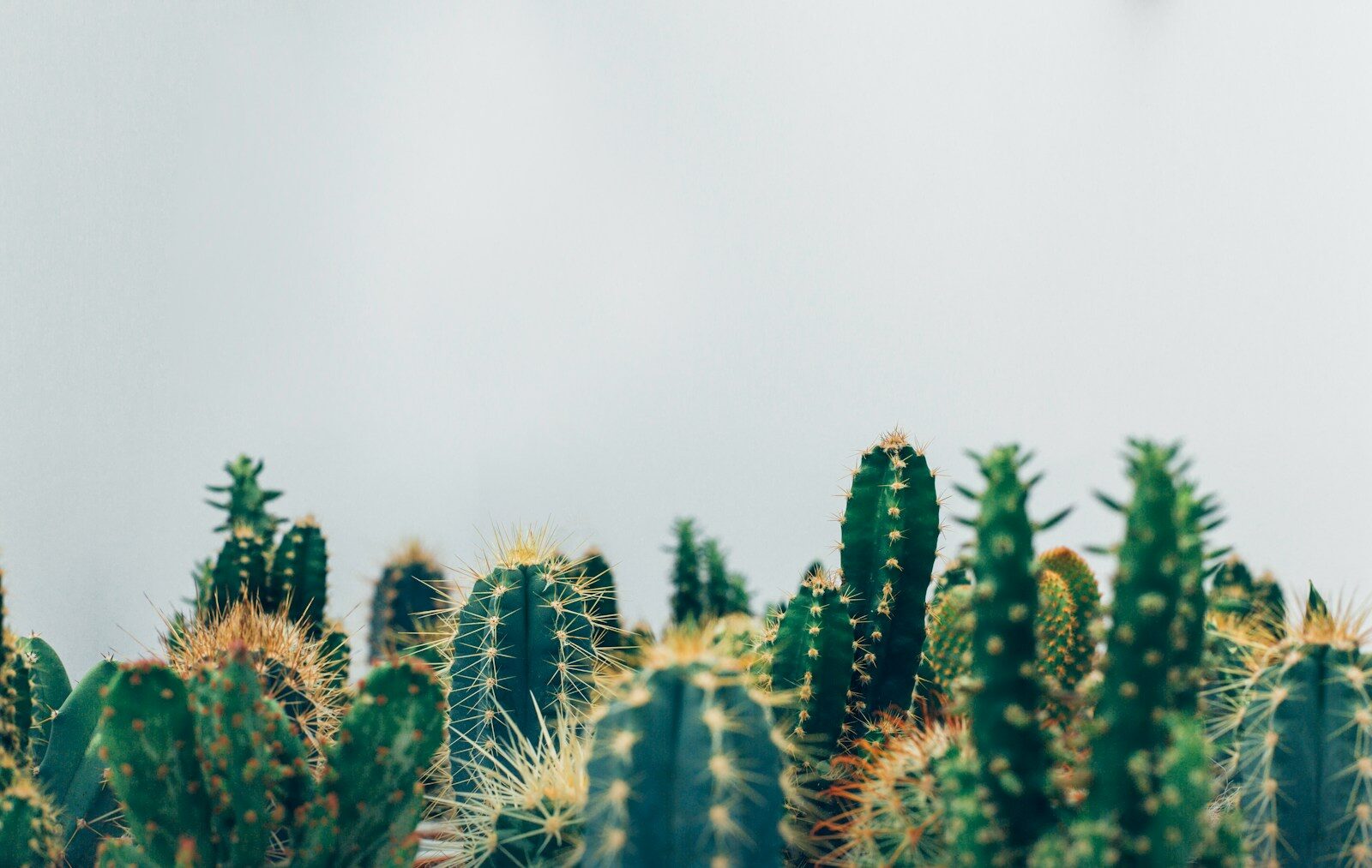 What is the most common mistake people make when growing cacti?