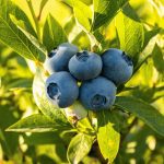 When to Plant Blueberries in Alabama