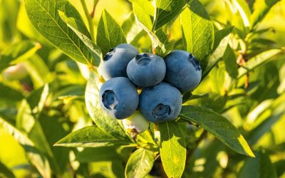 When to Plant Blueberries in Alabama
