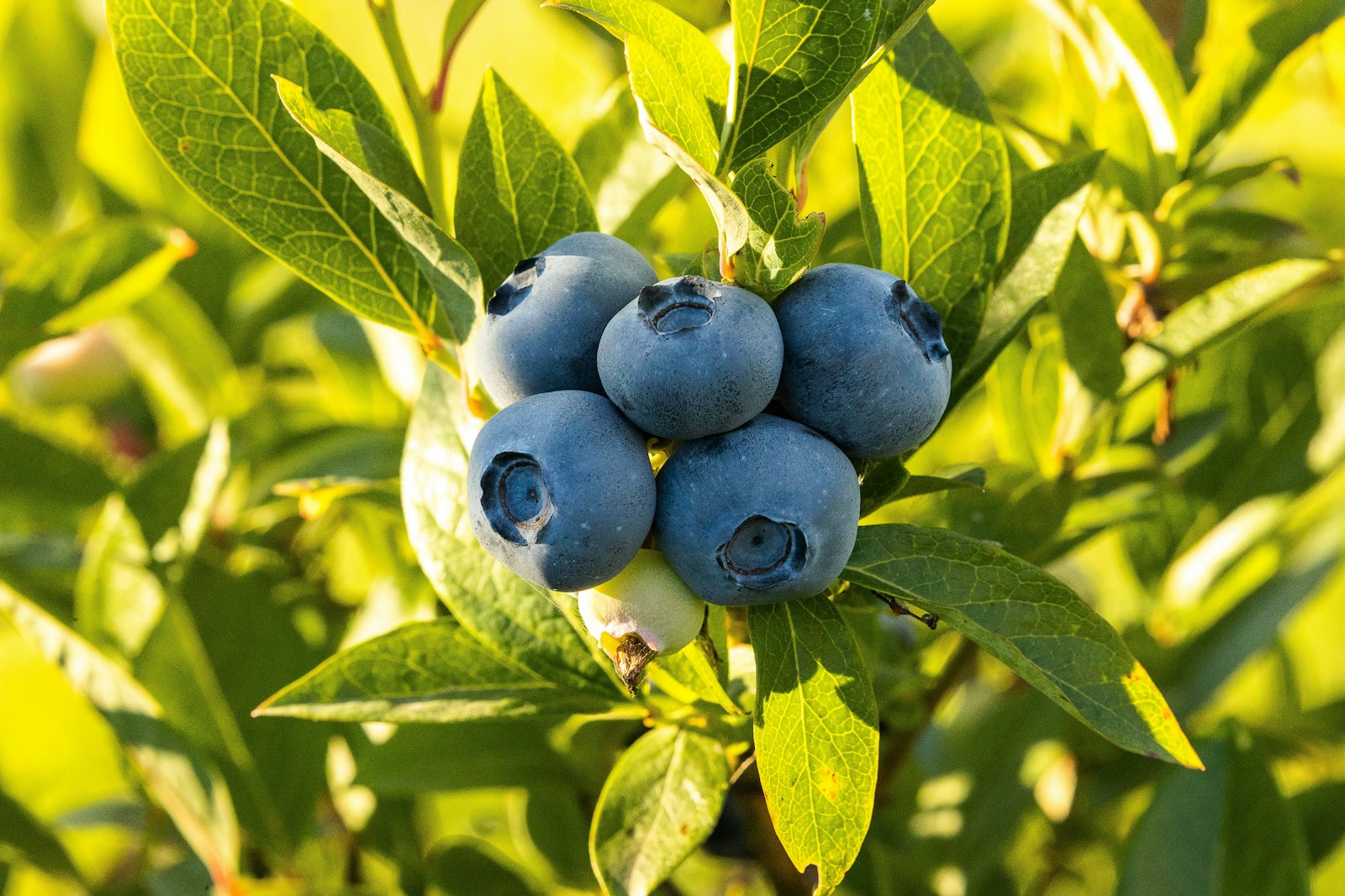 When to Plant Blueberries in Alabama
