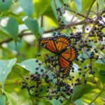 Building an Alabama Pollinator Garden With Native Plants