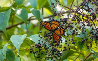 Building an Alabama Pollinator Garden With Native Plants