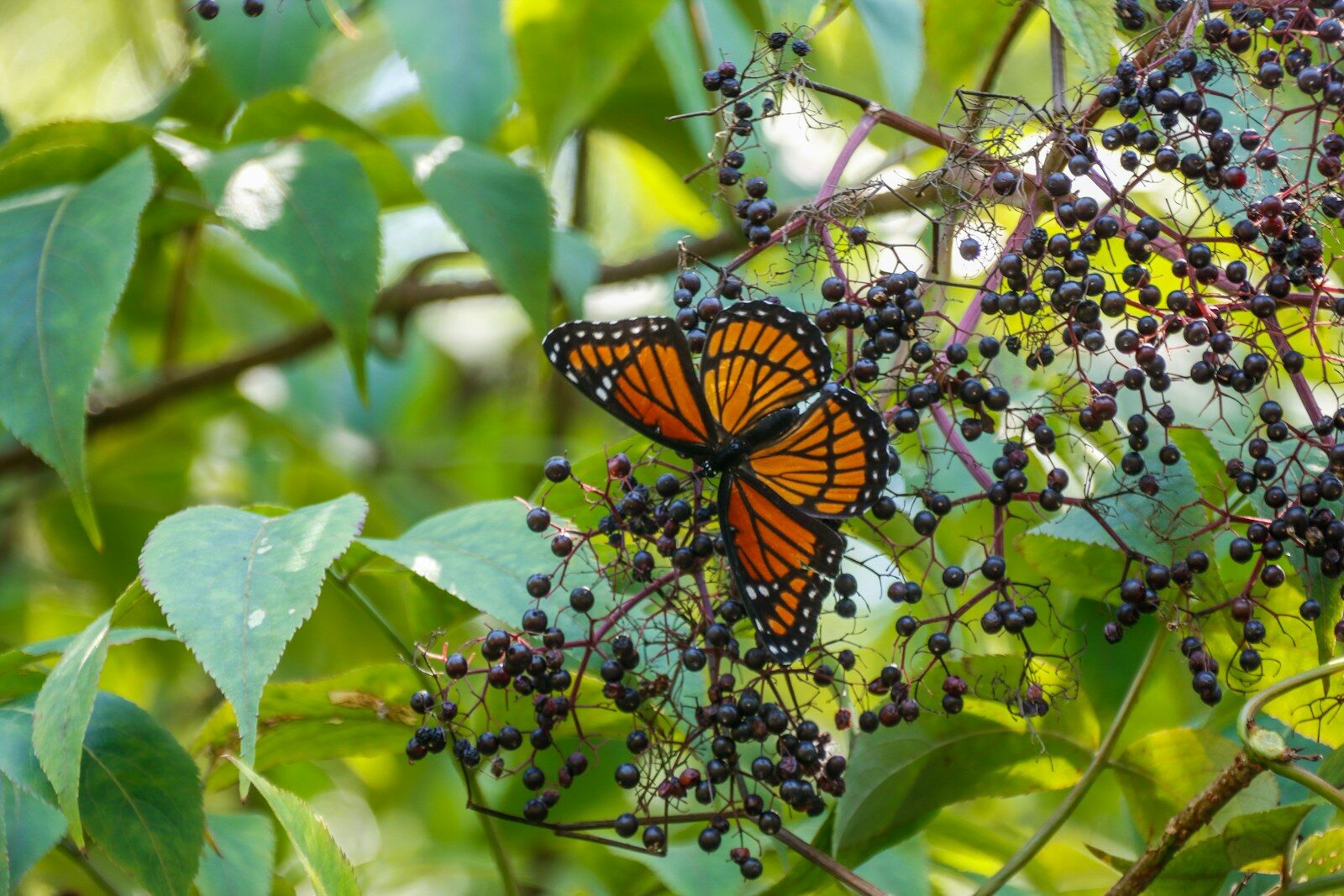 Building an Alabama Pollinator Garden With Native Plants