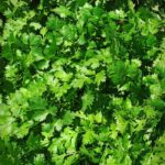 Fresh cilantro leaves growing in a cool-season Alabama herb garden
