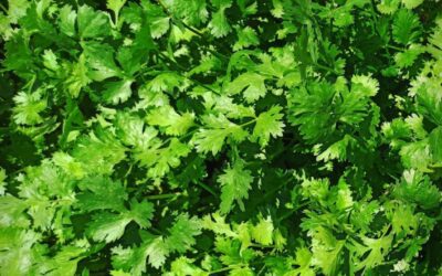 Growing Cilantro in Alabama: Stop Fighting the Summer Heat