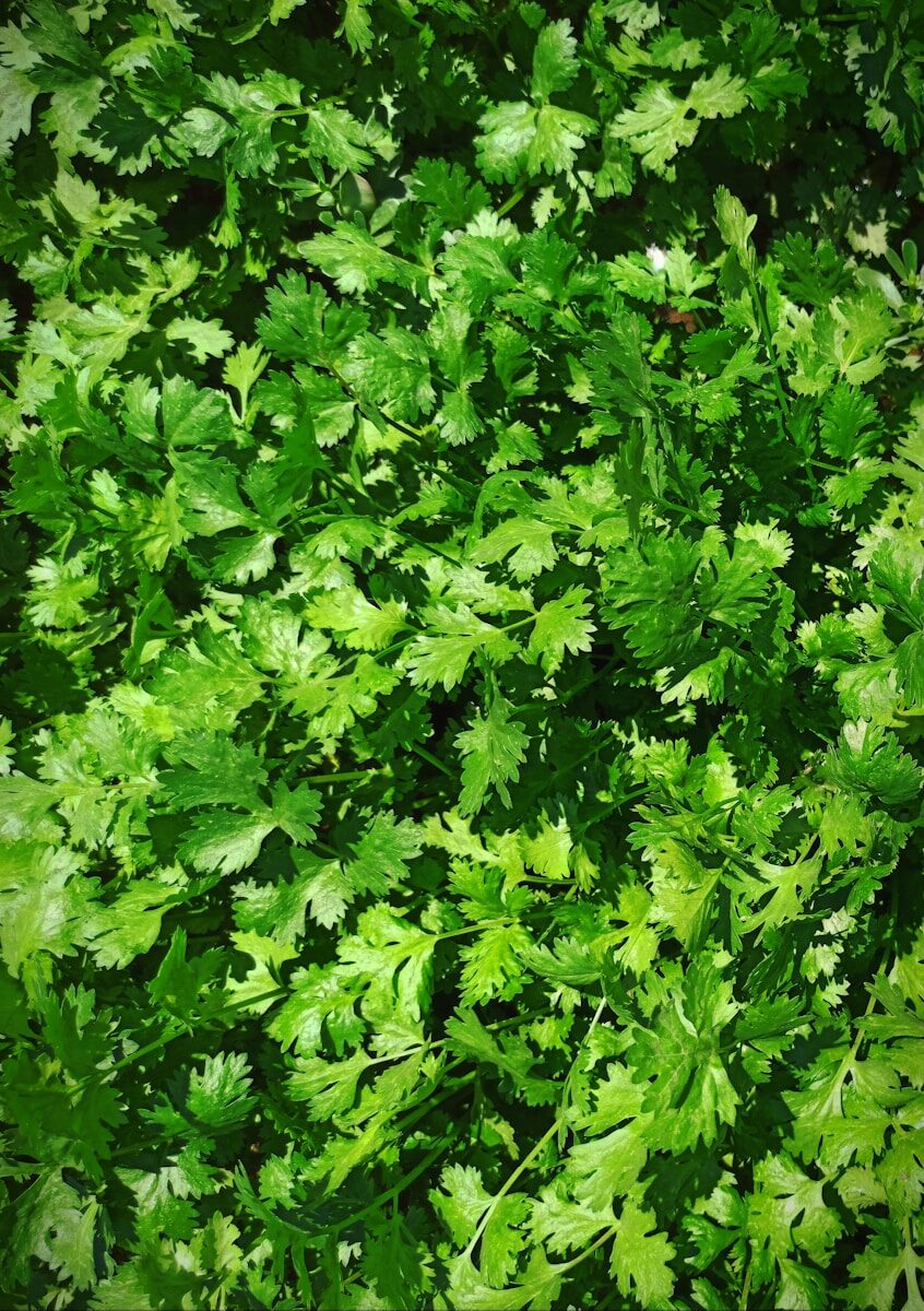 Growing Cilantro in Alabama: Stop Fighting the Summer Heat