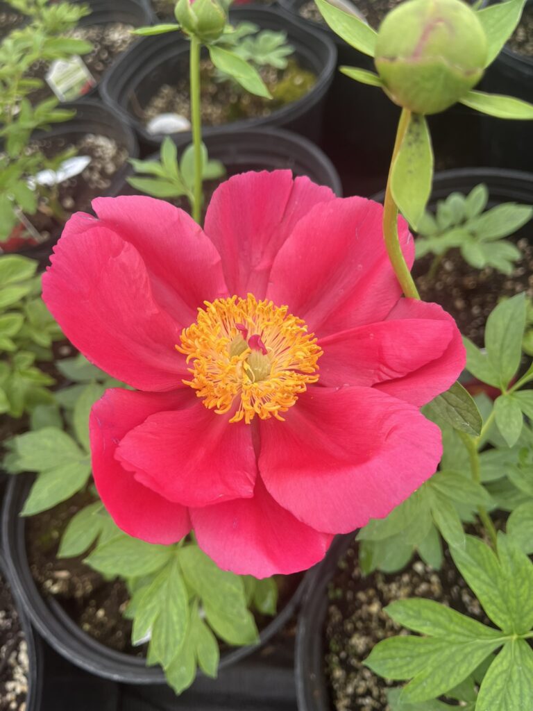 Growing Peonies in Alabama: Yes, You Can—If You Grow Them Smart