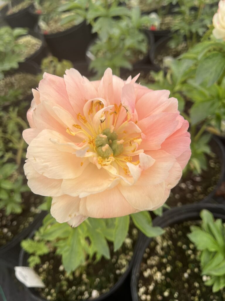 Growing Peonies in Alabama: Yes, You Can—If You Grow Them Smart