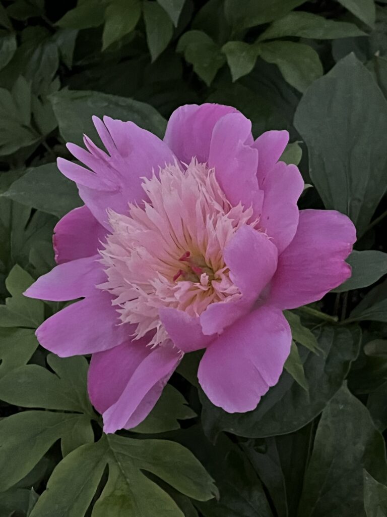 Growing Peonies in Alabama: Yes, You Can—If You Grow Them Smart