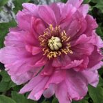 Growing Peonies in Alabama: Yes, You Can—If You Grow Them Smart