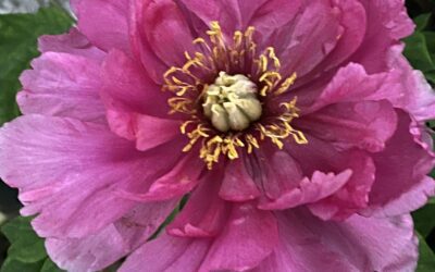 Growing Peonies in Alabama: Yes, You Can—If You Grow Them Smart