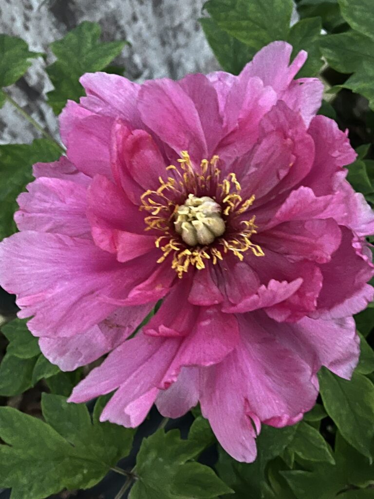 Growing Peonies in Alabama: Yes, You Can—If You Grow Them Smart
