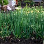Growing Onions in Alabama: Timing the Crop for Sweet, Full Bulbs