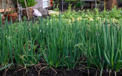Growing Onions in Alabama: Timing the Crop for Sweet, Full Bulbs