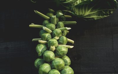Growing Brussel Sprouts in Alabama