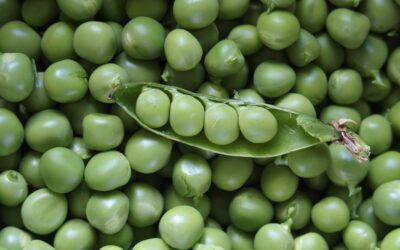 When and How to Peas in Alabama