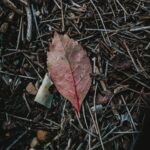 Composting in Alabama Heat and Humidity: A Pile That Works Without Smelling