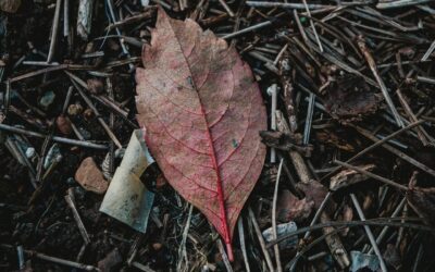 Composting in Alabama Heat and Humidity: A Pile That Works Without Smelling