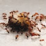 How to Get Rid of Ants in Your Garden: Effective Solutions