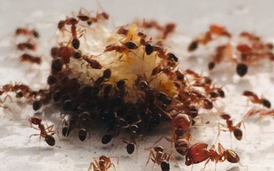 How to Get Rid of Ants in Your Garden: Effective Solutions