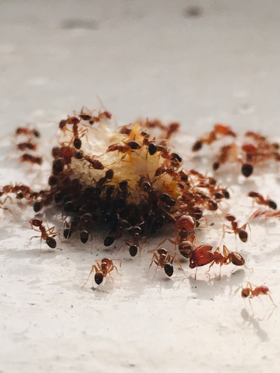 How to Get Rid of Ants in Your Garden: Effective Solutions